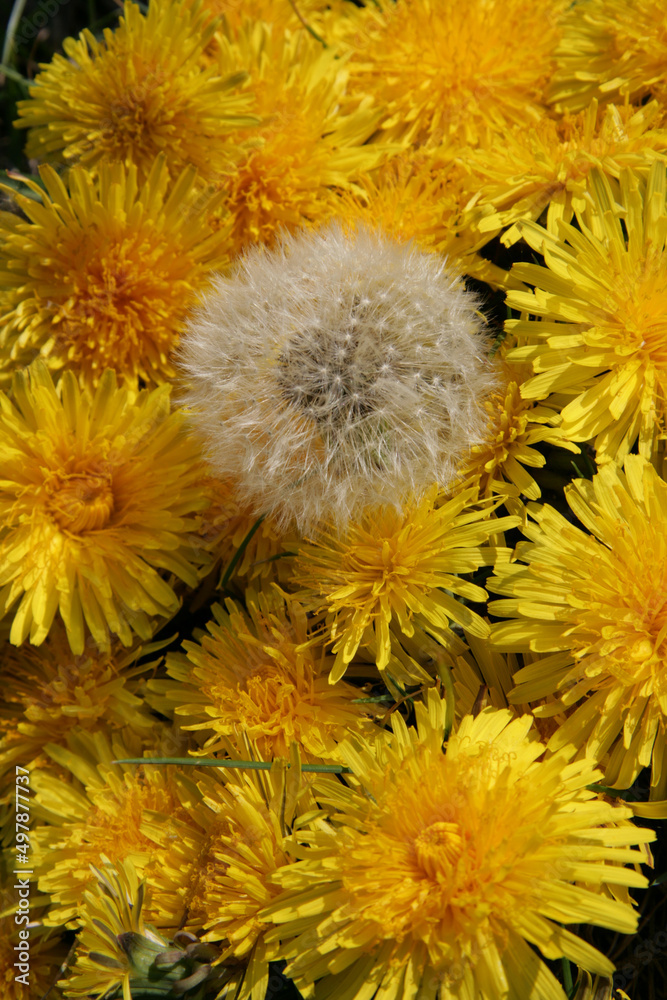 Texture from yellow and white dandelions. Texture from yellow and white dandelions.