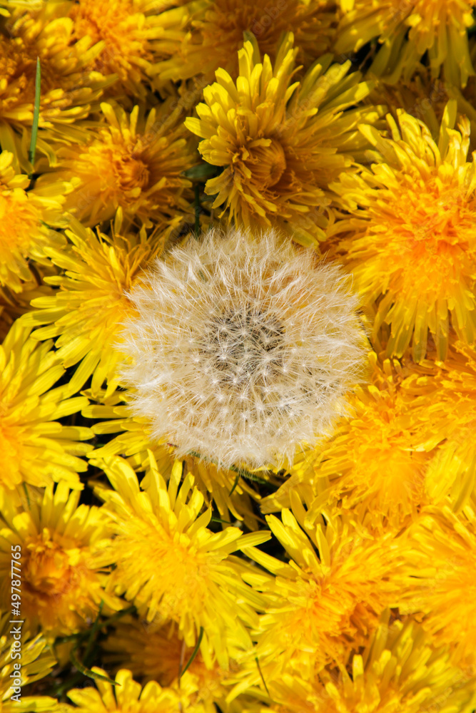 White dandelion on a background of yellow dandelions. White dandelion on a background of yellow dandelions.