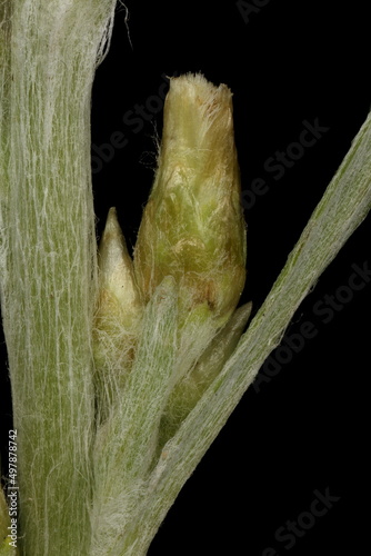 Heath Cudweed (Omalotheca sylvatica). Ancillary Capitula Closeup photo