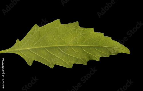 Gypsywort (Lycopus europaeus). Leaf Closeup