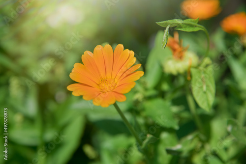 Beautiful Pot marigold.Close up of Colorful Pot Marigold flower. Yellow Flower against Green Leaves