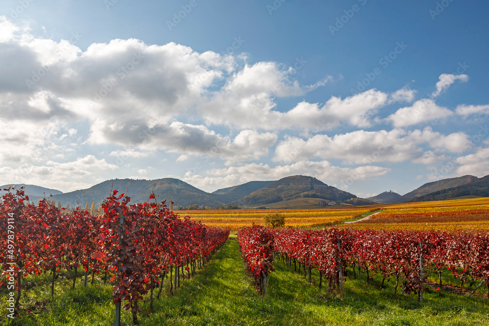 Naklejka premium Blick über Weinfelder auf den Pfälzerwald