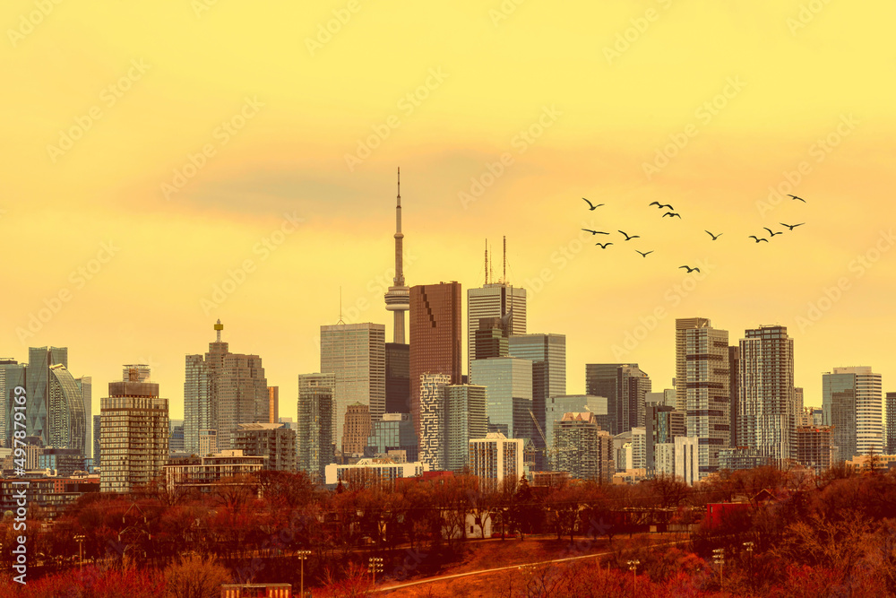 Fototapeta premium Flock of Birds in the Toronto Skyline in Canada