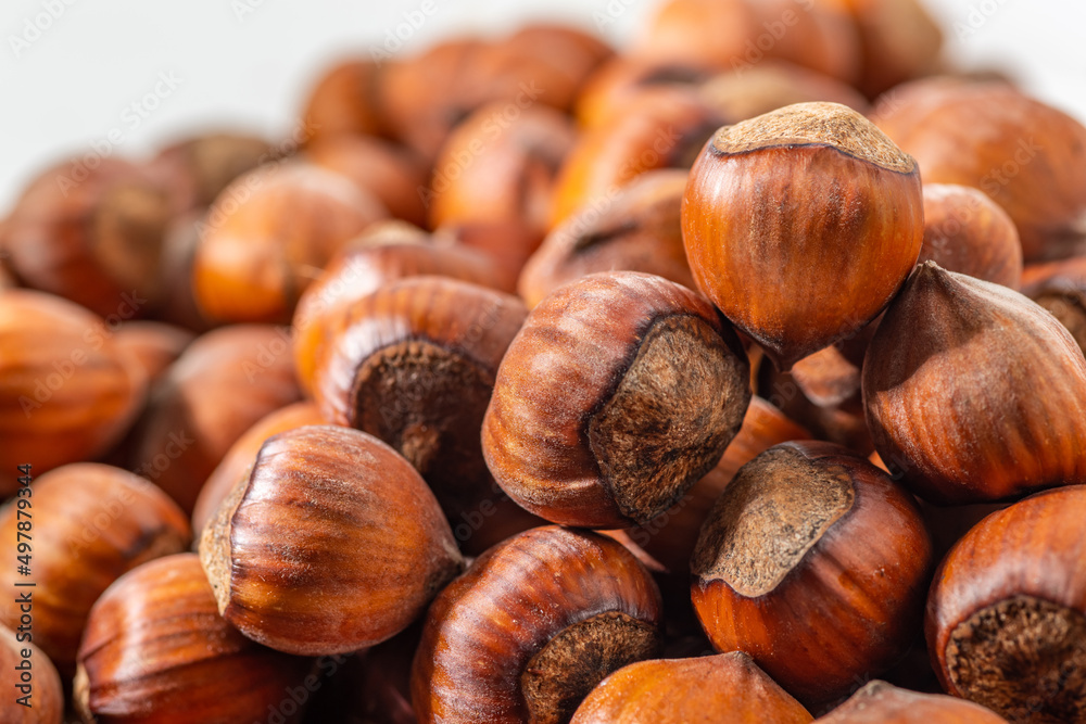 Hazelnuts in the shell. Round filbert, ripe fruit of a Corylus avellana hazel shrubs. Hazelnuts in the shell. Round filbert, ripe fruit of a Corylus avellana hazel shrubs.
