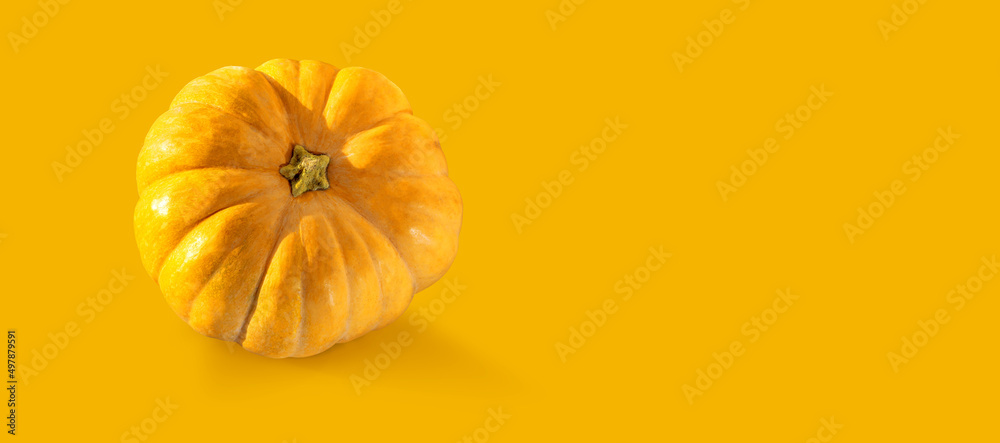 Ripe fresh pumpkin on a bright background. Squash orange vegetable autumn fruit for food health benefits, or traditional Halloween decoration or a Thanksgiving fall banner design