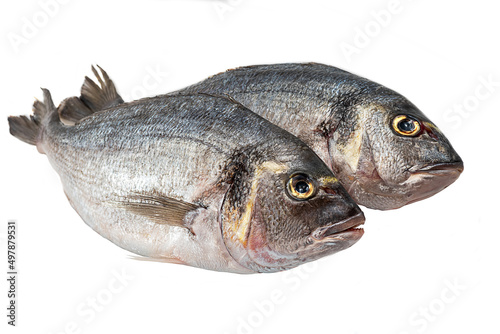 Gilt-head bream fresh raw fish dorada without scales and gills, ready for cooking. Picture of isolated dorade on white background for the fish seafood market menu