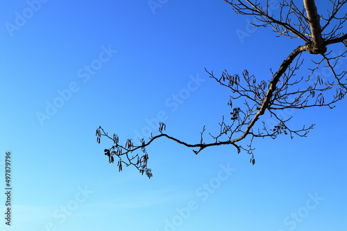 Alder tree branch. Dark silhouettes against a cloud free blue sky. Winter or early spring weather. Latin name Alnus. No leaves yet. Stockholm  Sweden.