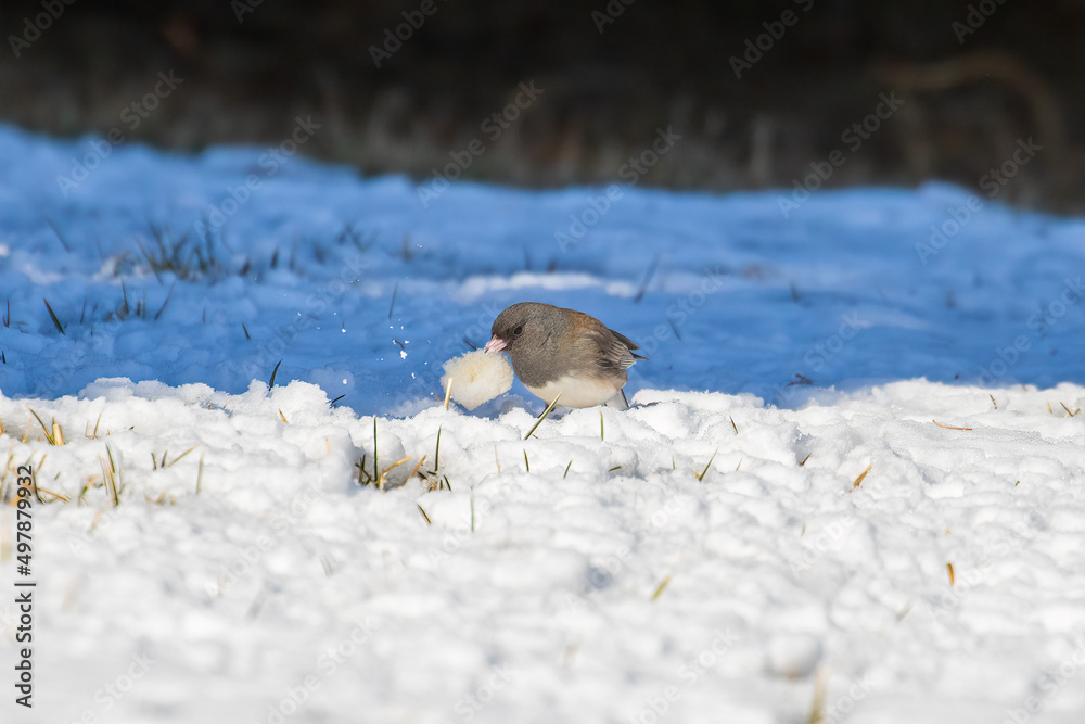 bird