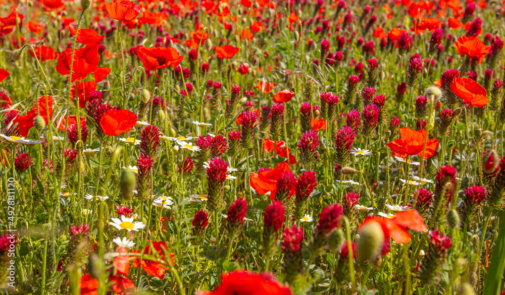 Naklejka premium field of red poppies in spring time
