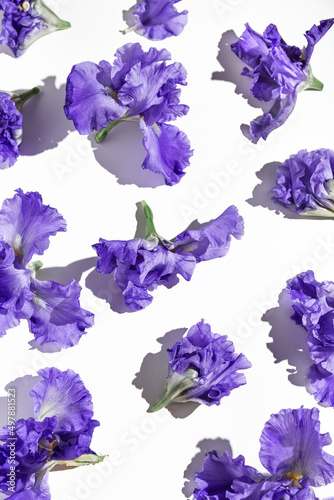 Creative composition made of beautiful iris flowers on white background. Nature concept. Summer pattern in minimal style. Top view. Flat lay
