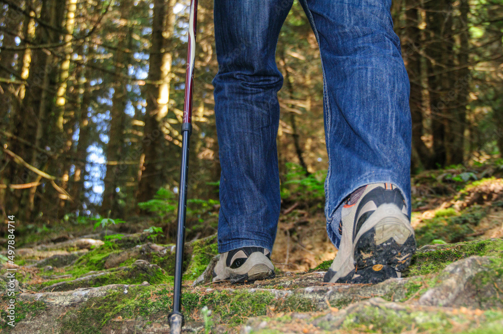 Wanderer begeht einen wurzligen Pfad im schattigen Wald Wanderer begeht einen wurzligen Pfad im schattigen Wald