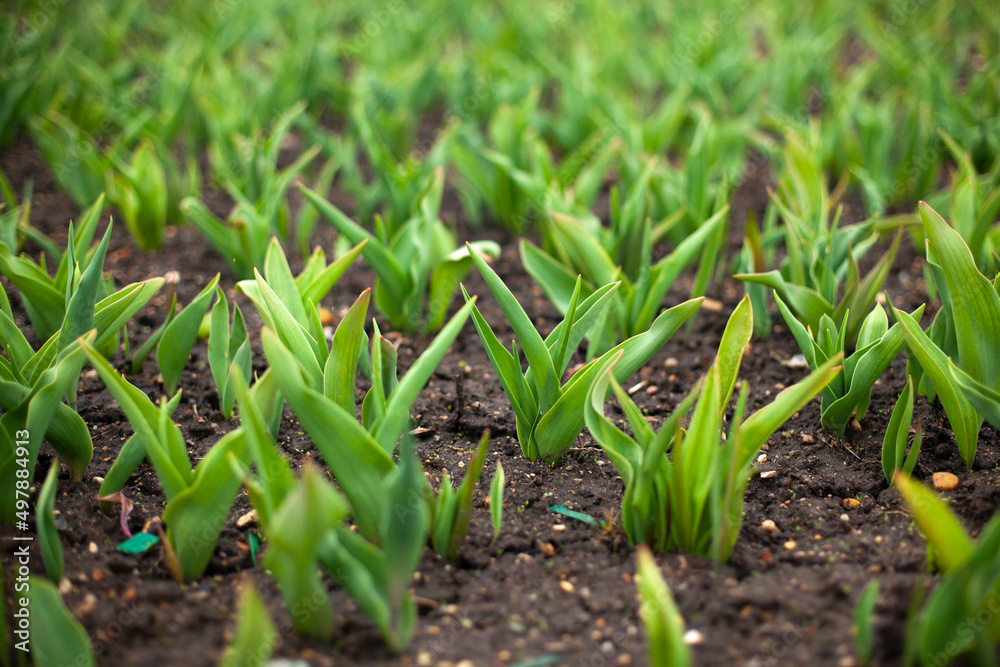 Sprouts in ground. Green plants in flower bed. Garden details. Land for flowers. Sprouts in ground. Green plants in flower bed. Garden details. Land for flowers.