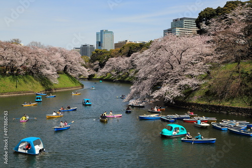 ボートが浮かぶ桜満開の千鳥ヶ淵