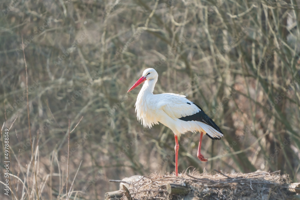 Fototapeta premium Storch