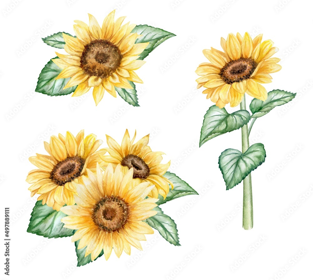 Sunflowers set bouquet. Yellow Ukrainian flowers. Watercolor illustration isolated on white background Sunflowers set bouquet. Yellow Ukrainian flowers. Watercolor illustration isolated on white background