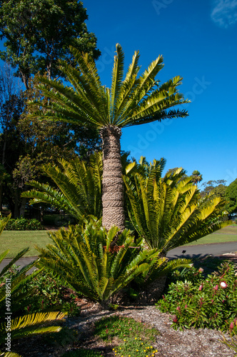 Sydney Australia  group of encephalartos altensteinii  known as an eastern cape giant cycad 