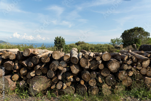 cut logs stacked wood