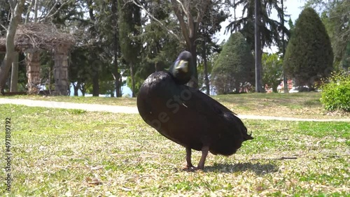 A beautiful duck in the park. Greens.