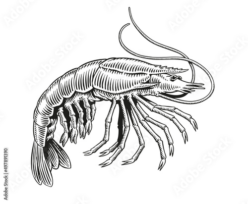 Shrimp or prawn black and white engraving vector illustration for menu, poster or label.