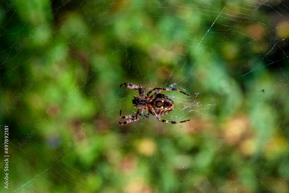 spider on the web spider on the web