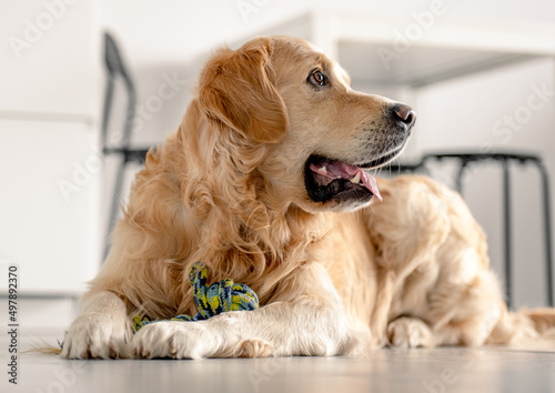 Golden retriever dog at home