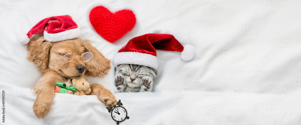 English Cocker Spaniel puppy  hugs toy bear and sleeps with cozy kitten  under warm  white blanket on a bed at home. Pets wearing red santa hats sleep together. Empty space for text