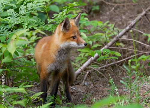 Red fox kit (Vulpes vulpes) hiding in bushes in Algonquin Park, Canada in autumn © Jim Cumming