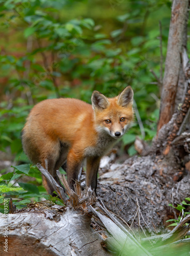 Red fox Vulpes vulpes in pine tree forest sitting on top of a log in Algonquin Park, Canada in the springtime © Jim Cumming