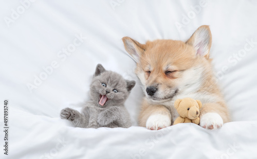 Sleepy cozy Pembroke Welsh corgi puppy hugs favorite toy bear near tiny yawning kitten under white warm blanket on a bed at home. Top down view. Empty space for text