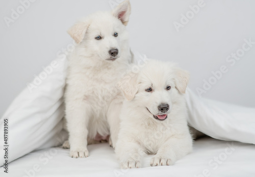 Two cute white Siss shepherd puppies sit together on a bed at home