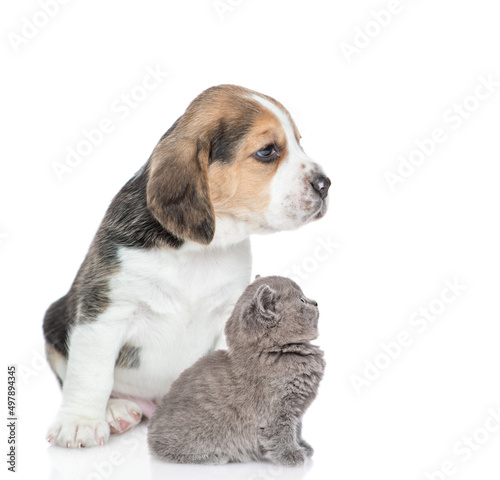Young Beagle puppy and kitten sit together in profile and look away and up on empty space. isolated on white background