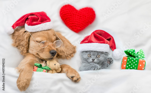 Funny English Cocker spaniel puppy wearing eyeglasses sleeps with tiny kitten and gift box under white warm blanket ona bed at home. Cute pets wearing santa hat. Top down view