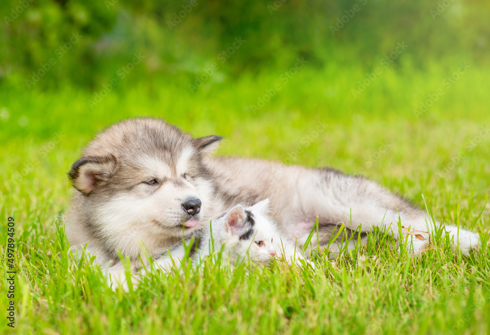 Friendly Alalskan malamute puppy and tiny kitten lying together on green summer grass