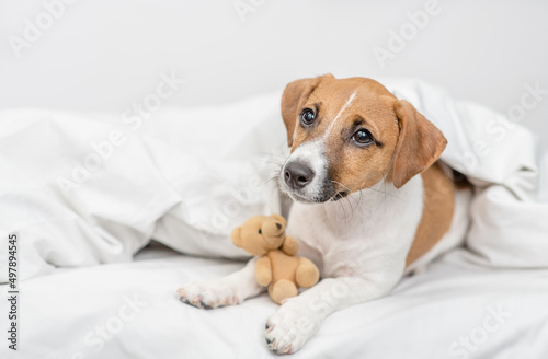Jack russell terrier puppy lies with toy bear under white warm blanket on a bed at home and looks away on empty space © Ermolaev Alexandr