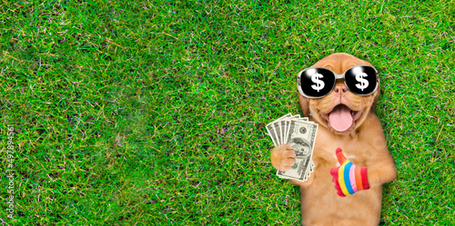 Happy mastiff puppy wearing sunglasses lies on its back on summer green grass, holds dollars usa and shows thumbs up gesture. Top down view. Empty space for text © Ermolaev Alexandr