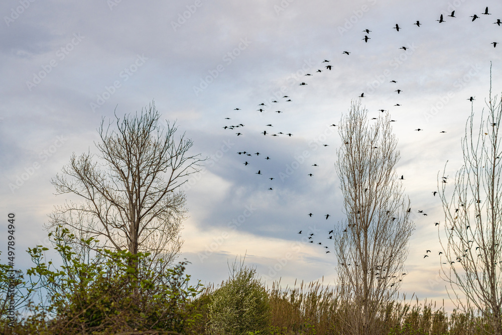 Flock of cormorants flying at sunset. Flock of cormorants flying at sunset.