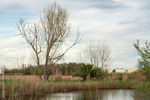 Gandia s wetlands  in Valencia  Spain  