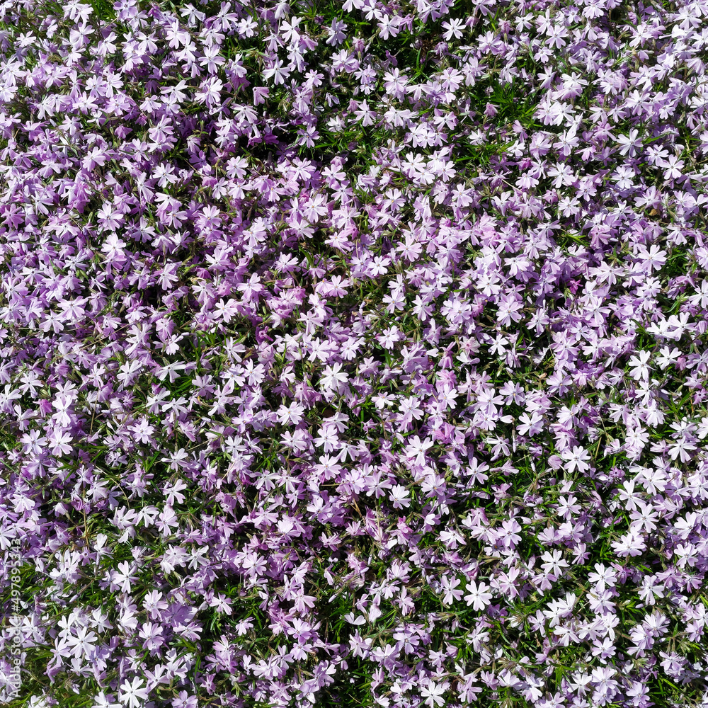 Naklejka premium Bright purple bed of spring phlox.