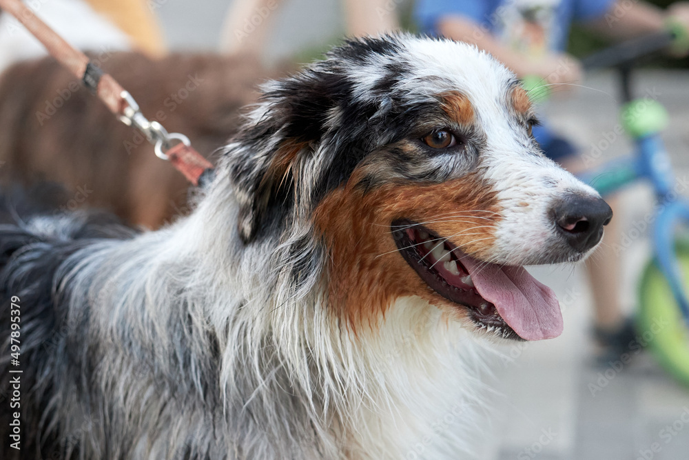 Portrait of a pretty tricolor dog on a leash