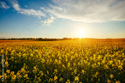 Majestic yellow rapeseed field and cultivated land on a sunny day.