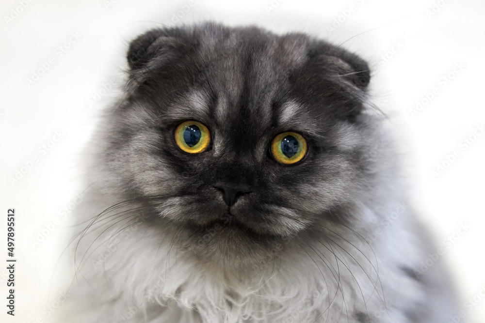 Portrait of a pretty gray cat with yellow eyes close-up