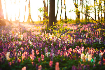 Papier peint photo Établissements de soins Corydales en fleurs forêt ensoleillée  © Leonid Tit