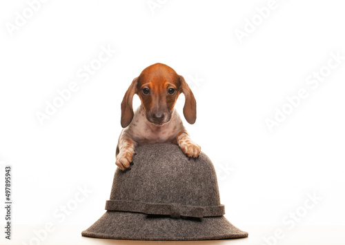 image of dog hat white background 