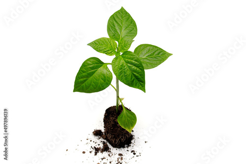 Young seedlings of sweet peppers with roots and soil. The concept of growing seedlings in the spring