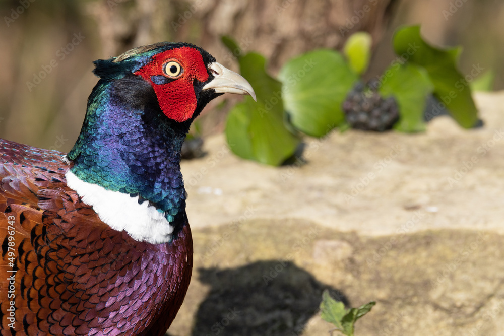 Fototapeta premium Male Pheasant (Phasianus colchicus) with colourful plumage
