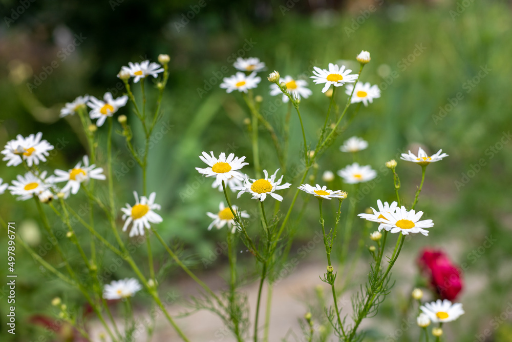 small daisies in the sun. Camomiles in the garden on nature background
