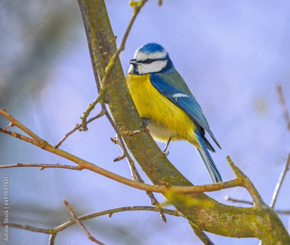Fototapeta premium Blue Tit Bird