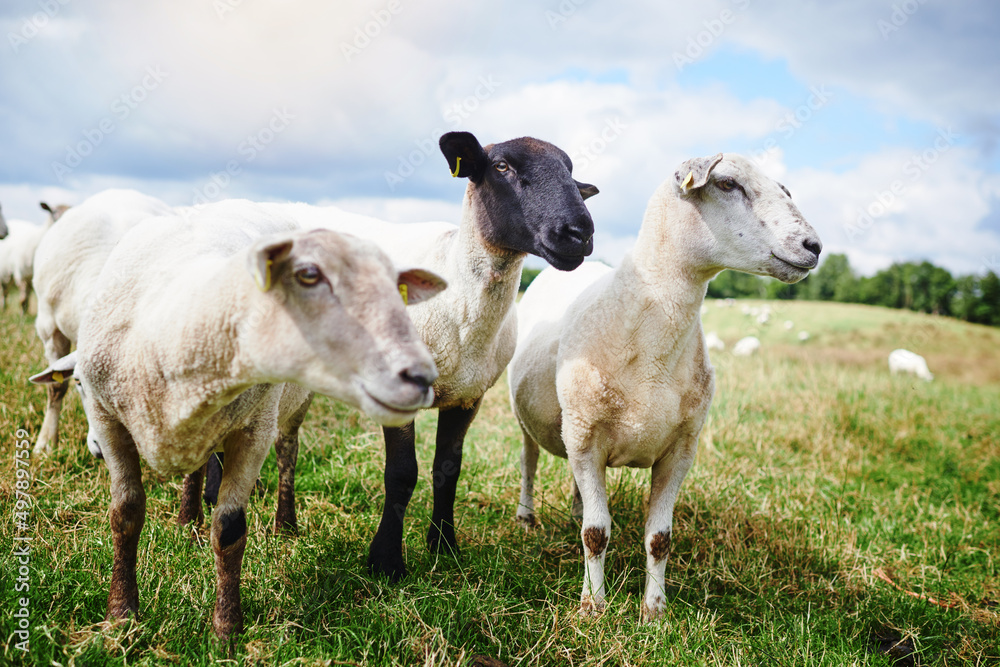 Hanging out with the herd. Cropped shot of sheep on a farm. Hanging out with the herd. Cropped shot of sheep on a farm.