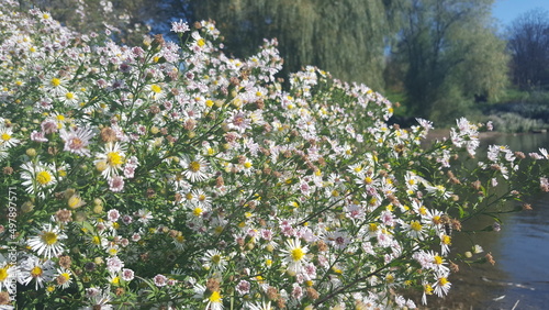 Soring Flowers with Bees