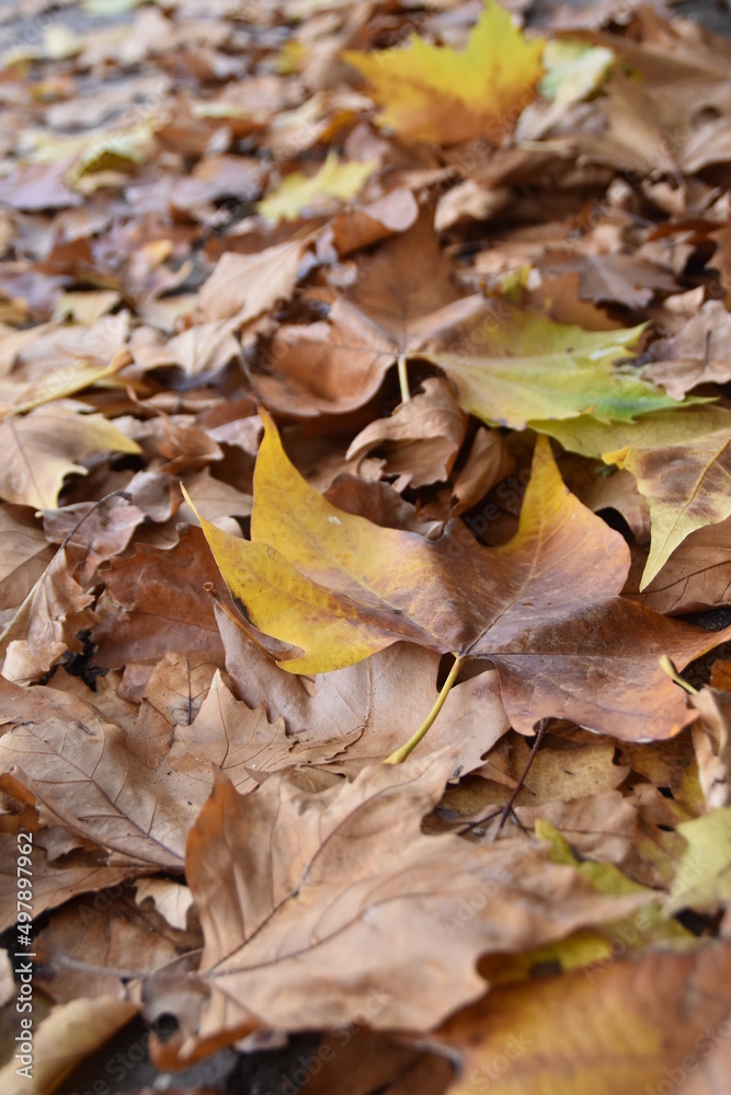 fallen autumn leaves